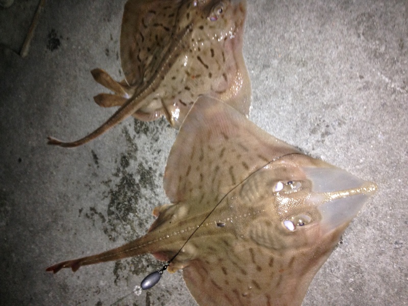 double wamy sting ray 