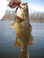 Pre-Spawn Smallies!