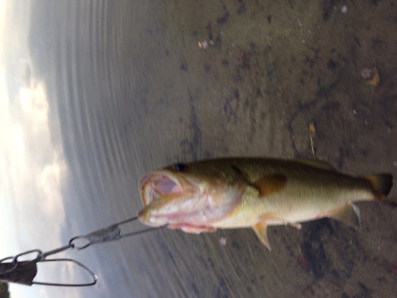 Largemouth bass