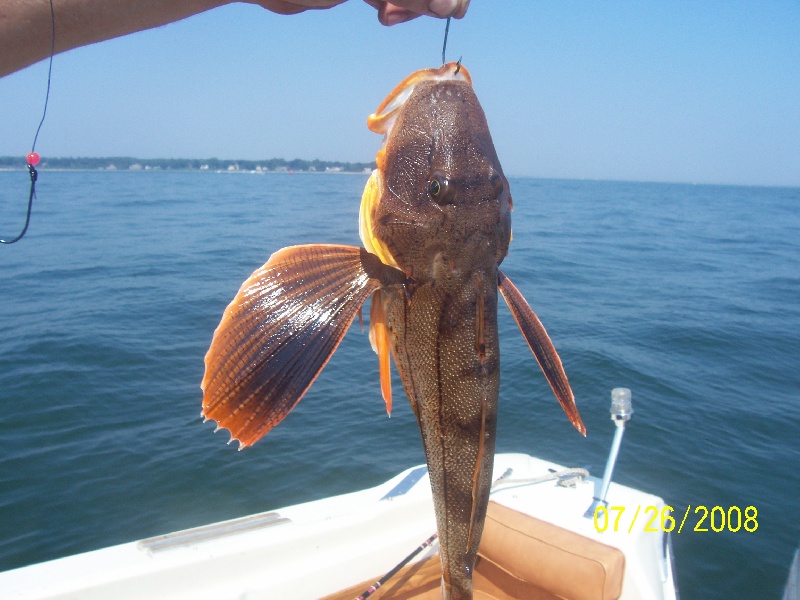 sea robin