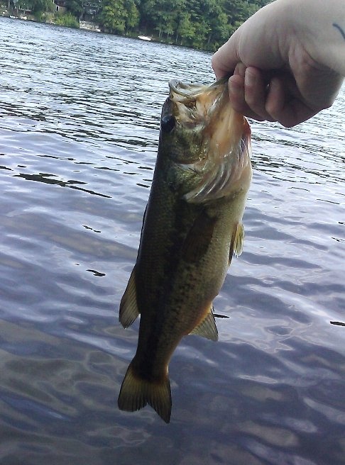 largemouth bass