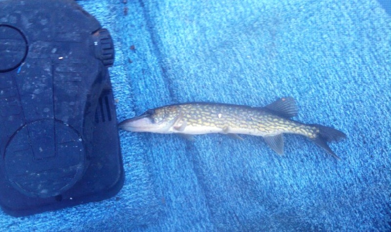 pickerel