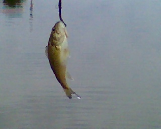 Largemouth Bass?