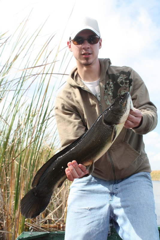 Bowfin Fish 4 1/2 lbs